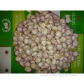 Normal White Garlic From Jinxiang For Export